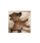 変な長い犬 コガキ期（個別スタンプ：11）