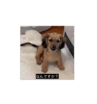 変な長い犬 コガキ期（個別スタンプ：12）