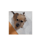 変な長い犬 コガキ期（個別スタンプ：14）