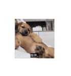 変な長い犬 コガキ期（個別スタンプ：15）