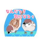 まるぷちスズメちゃん。（個別スタンプ：15）