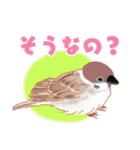 まるぷちスズメちゃん。（個別スタンプ：16）