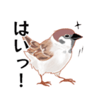 まるぷちスズメちゃん。（個別スタンプ：21）