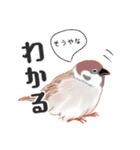 まるぷちスズメちゃん。（個別スタンプ：24）