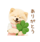 ポジティブな気持ちを伝える☆ポメラニアン（個別スタンプ：3）