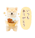 ポジティブな気持ちを伝える☆ポメラニアン（個別スタンプ：4）