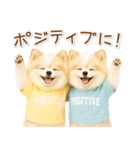 ポジティブな気持ちを伝える☆ポメラニアン（個別スタンプ：6）