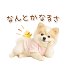 ポジティブな気持ちを伝える☆ポメラニアン（個別スタンプ：7）