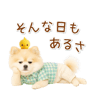 ポジティブな気持ちを伝える☆ポメラニアン（個別スタンプ：13）