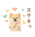 ポジティブな気持ちを伝える☆ポメラニアン（個別スタンプ：18）