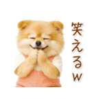 ポジティブな気持ちを伝える☆ポメラニアン（個別スタンプ：20）
