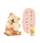 ポジティブな気持ちを伝える☆ポメラニアン（個別スタンプ：24）