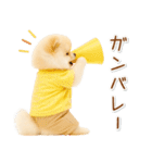 ポジティブな気持ちを伝える☆ポメラニアン（個別スタンプ：29）