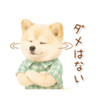 ポジティブな気持ちを伝える☆ポメラニアン（個別スタンプ：33）