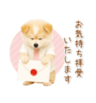 ポジティブな気持ちを伝える☆ポメラニアン（個別スタンプ：36）