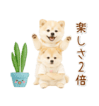 ポジティブな気持ちを伝える☆ポメラニアン（個別スタンプ：37）