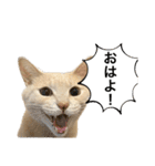 にゃんまるほのぼのスタンプ（個別スタンプ：1）