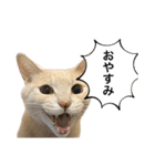 にゃんまるほのぼのスタンプ（個別スタンプ：2）