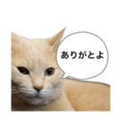 にゃんまるほのぼのスタンプ（個別スタンプ：3）