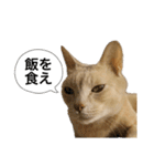 にゃんまるほのぼのスタンプ（個別スタンプ：5）