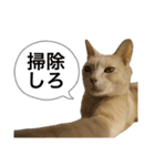にゃんまるほのぼのスタンプ（個別スタンプ：6）