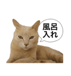 にゃんまるほのぼのスタンプ（個別スタンプ：7）