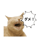 にゃんまるほのぼのスタンプ（個別スタンプ：9）