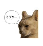 にゃんまるほのぼのスタンプ（個別スタンプ：10）