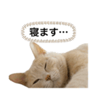 にゃんまるほのぼのスタンプ（個別スタンプ：11）