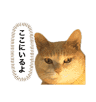 にゃんまるほのぼのスタンプ（個別スタンプ：12）