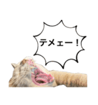 にゃんまるほのぼのスタンプ（個別スタンプ：13）