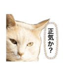 にゃんまるほのぼのスタンプ（個別スタンプ：14）