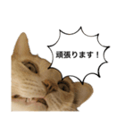 にゃんまるほのぼのスタンプ（個別スタンプ：15）