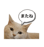 にゃんまるほのぼのスタンプ（個別スタンプ：18）