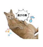 にゃんまるほのぼのスタンプ（個別スタンプ：19）