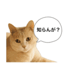 にゃんまるほのぼのスタンプ（個別スタンプ：20）
