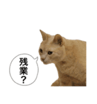 にゃんまるほのぼのスタンプ（個別スタンプ：21）
