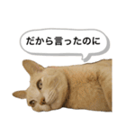 にゃんまるほのぼのスタンプ（個別スタンプ：23）