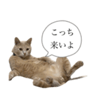 にゃんまるほのぼのスタンプ（個別スタンプ：25）