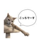 にゃんまるほのぼのスタンプ（個別スタンプ：26）