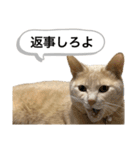 にゃんまるほのぼのスタンプ（個別スタンプ：27）