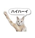 にゃんまるほのぼのスタンプ（個別スタンプ：29）