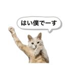 にゃんまるほのぼのスタンプ（個別スタンプ：30）