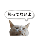 にゃんまるほのぼのスタンプ（個別スタンプ：35）