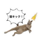 にゃんまるほのぼのスタンプ（個別スタンプ：36）