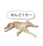 にゃんまるほのぼのスタンプ（個別スタンプ：37）