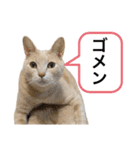 にゃんまるほのぼのスタンプ（個別スタンプ：40）