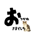 【敬語まじり】リアルねこのやさしいことば（個別スタンプ：1）