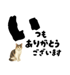 【敬語まじり】リアルねこのやさしいことば（個別スタンプ：2）