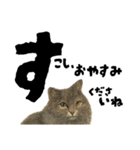 【敬語まじり】リアルねこのやさしいことば（個別スタンプ：4）
